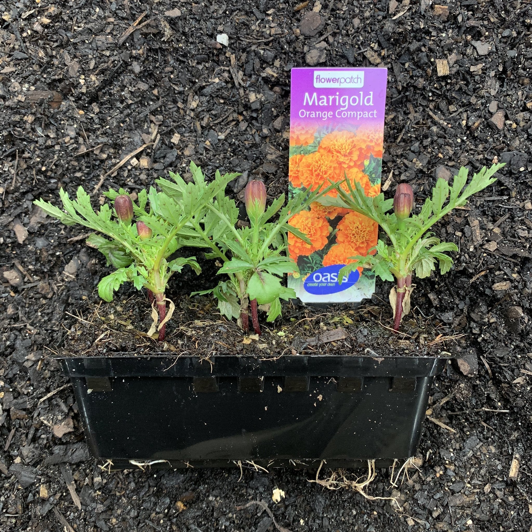 Marigold 'Orange Compact' – Northcote Nursery