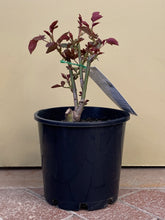 Load image into Gallery viewer, Rose - Hybrid Tea &#39;Pope John Paul II&#39;
