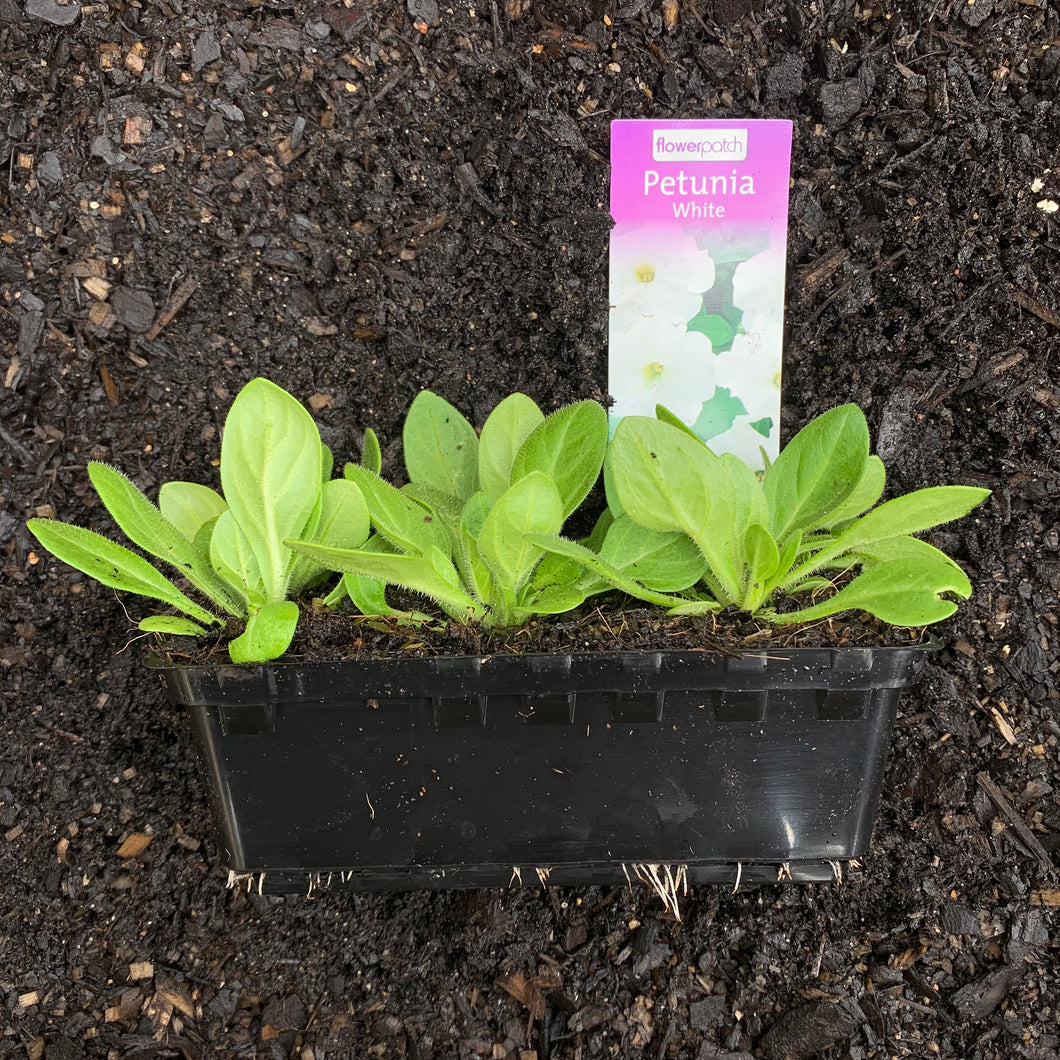 Petunia 'White'