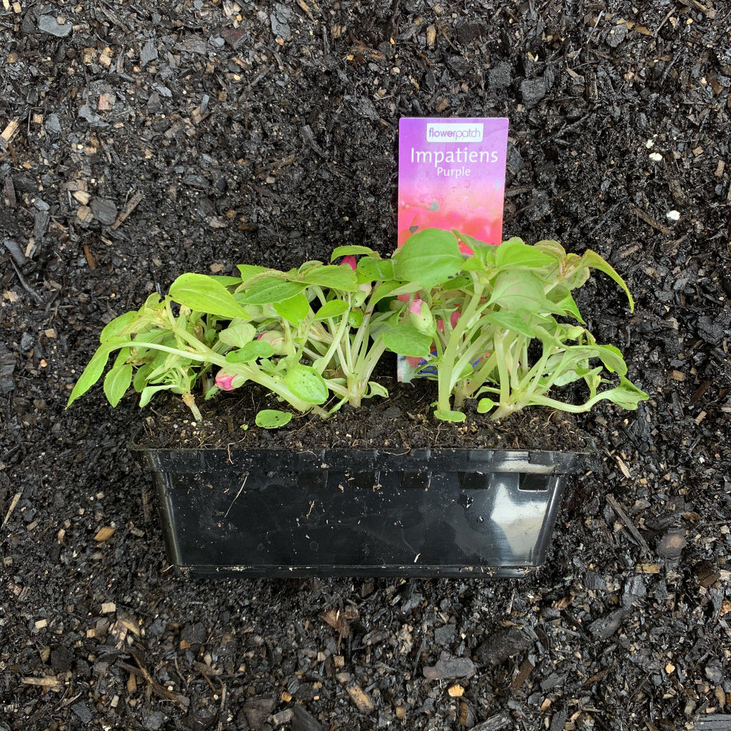 Impatiens 'Purple'