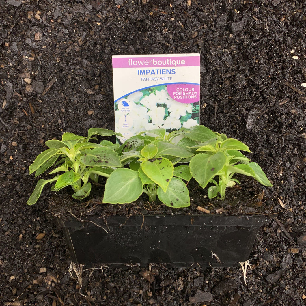 Impatiens 'Fantasy White'