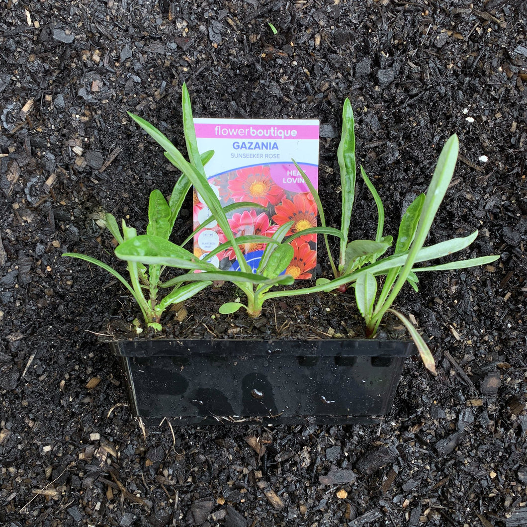 Gazania 'Sunseeker Rose'