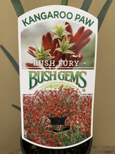 Load image into Gallery viewer, Anigozanthos &#39;Bush Fury&#39;
