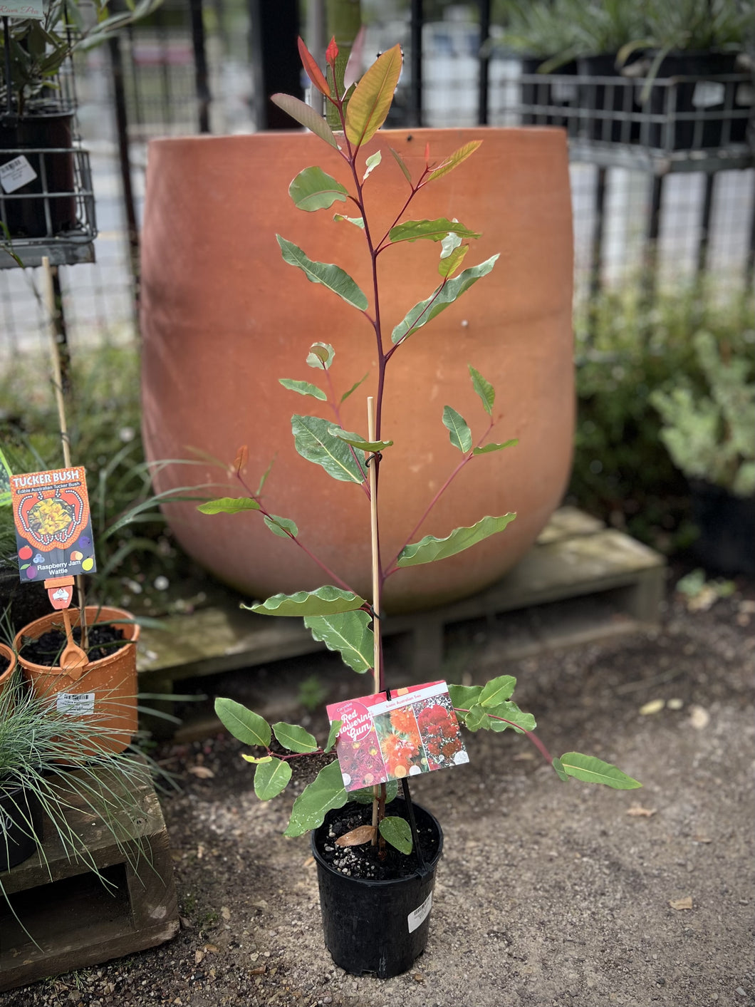 Corymbia ficifolia - Red Flowering