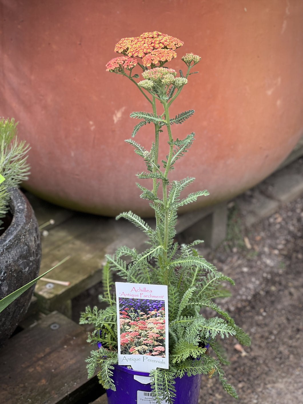 Achillea 'Antique Parchment'