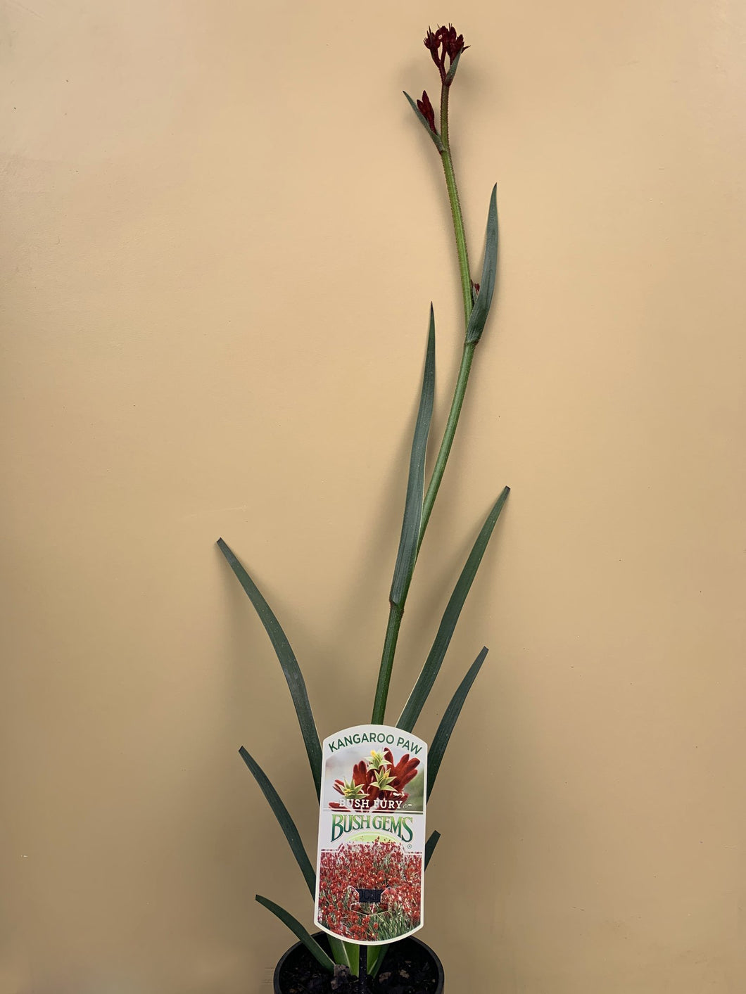 Anigozanthos 'Bush Fury'