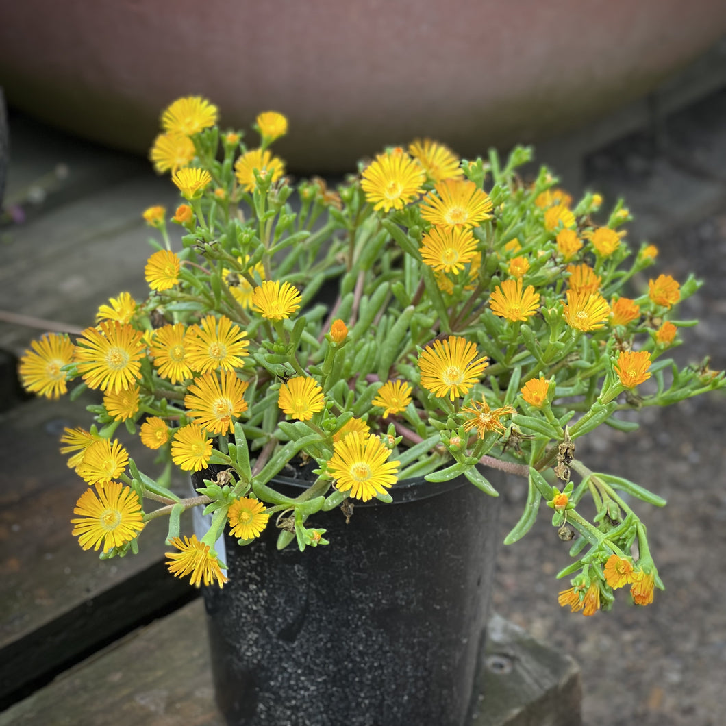 Delosperma cooperi 'Delmara Yellow'