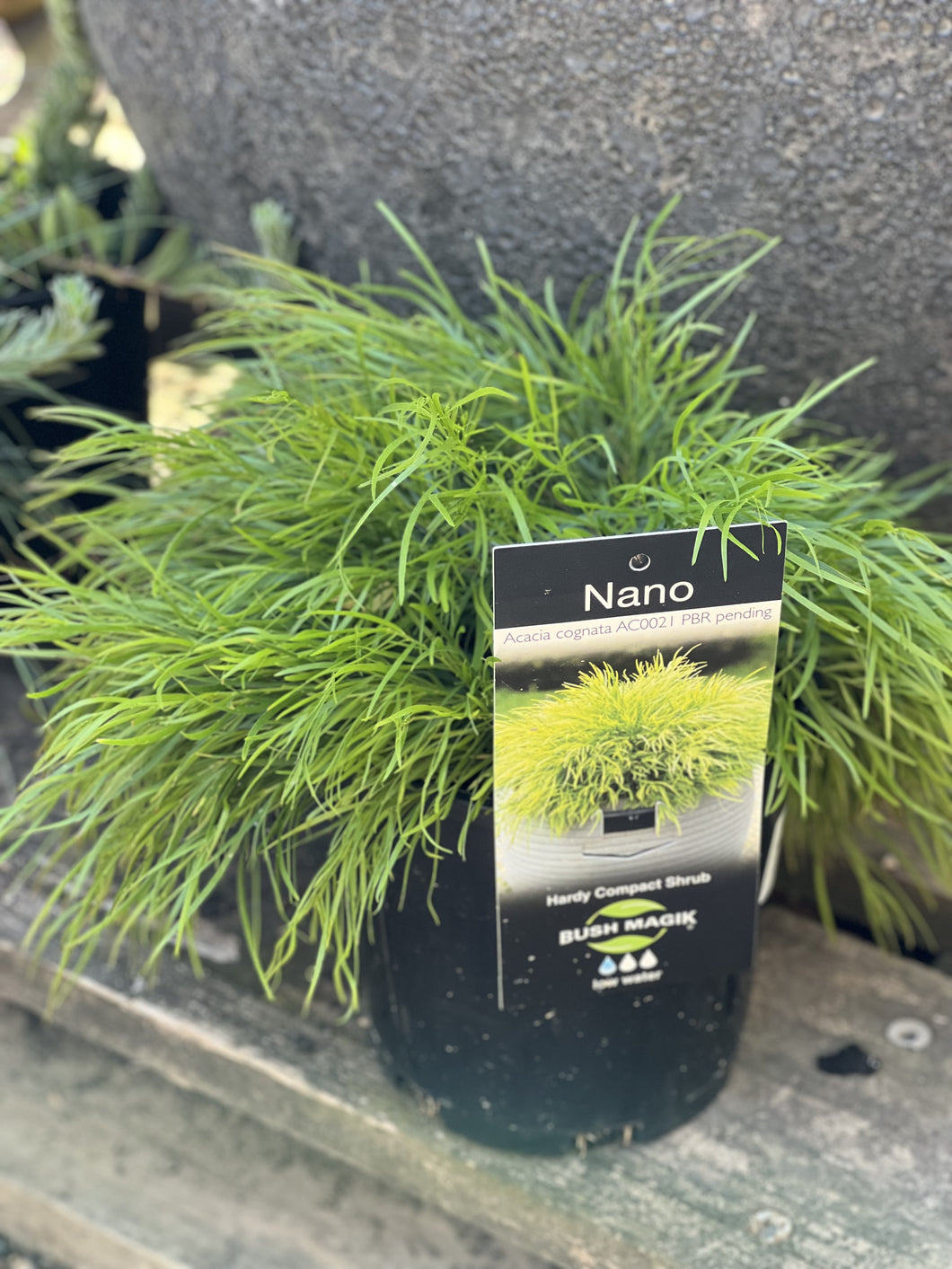Acacia cognata 'Nano'