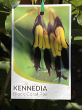 Load image into Gallery viewer, Kennedia nigricans
