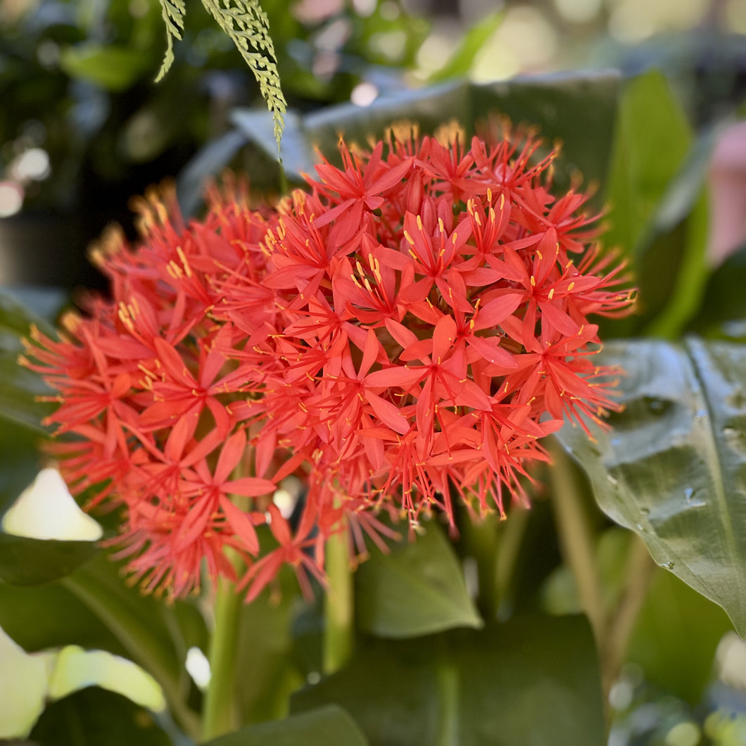 Scadoxus 'Austral Fireball'