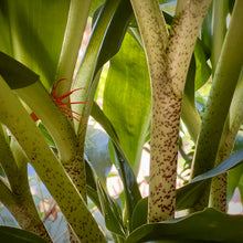Load image into Gallery viewer, Scadoxus &#39;Austral Fireball&#39;
