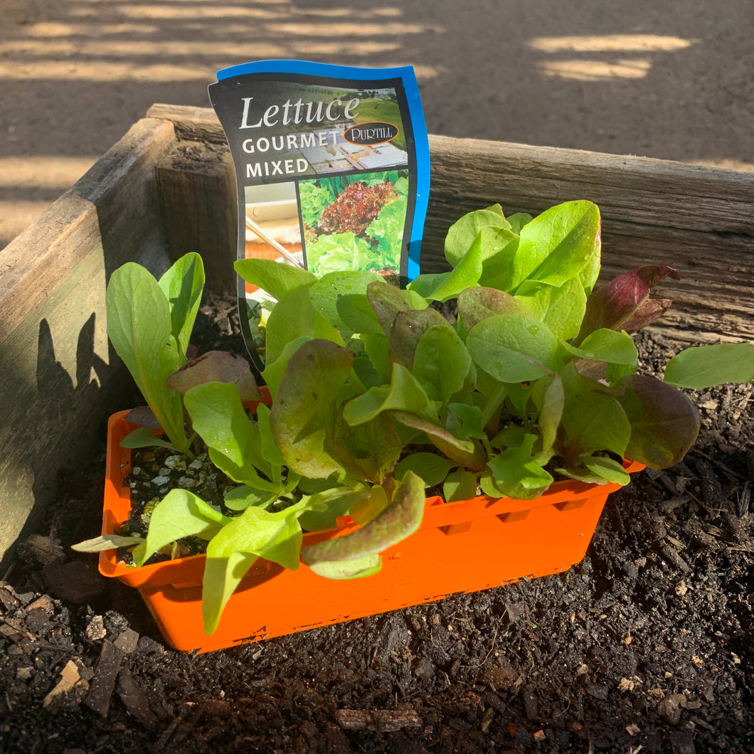 Lettuce 'Gourmet Mixed'