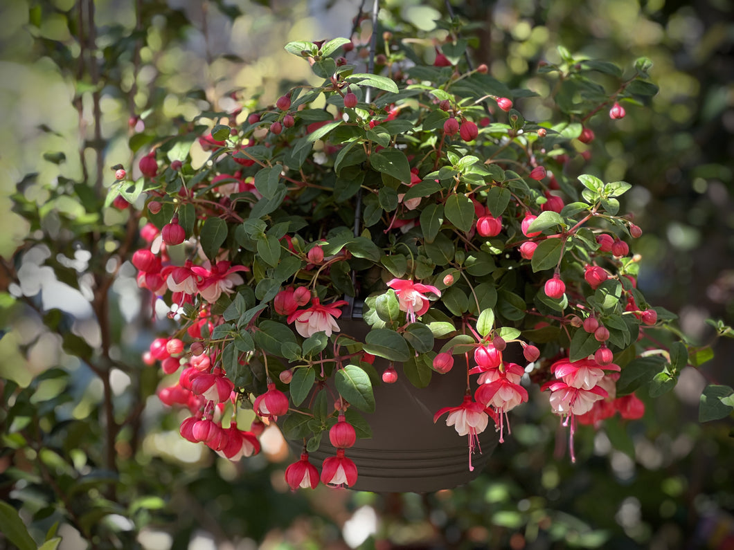 Fuchsia Fairytails 'Riannon'