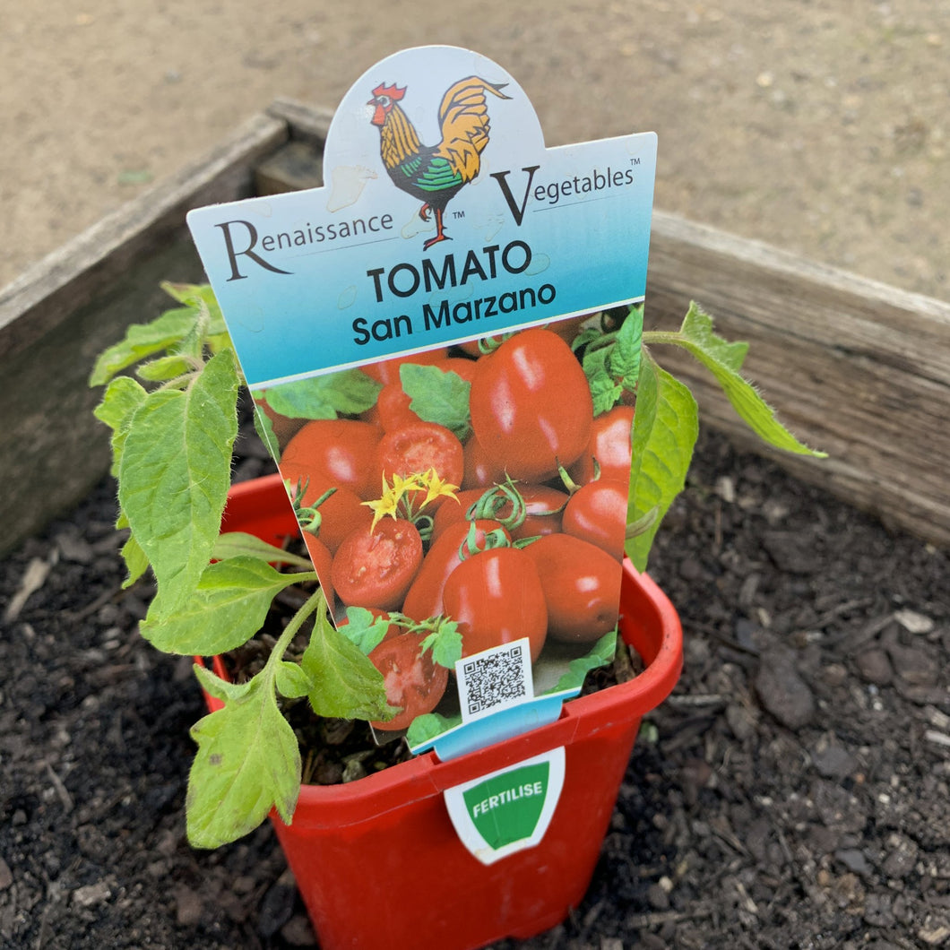 Tomato 'San Marzano'