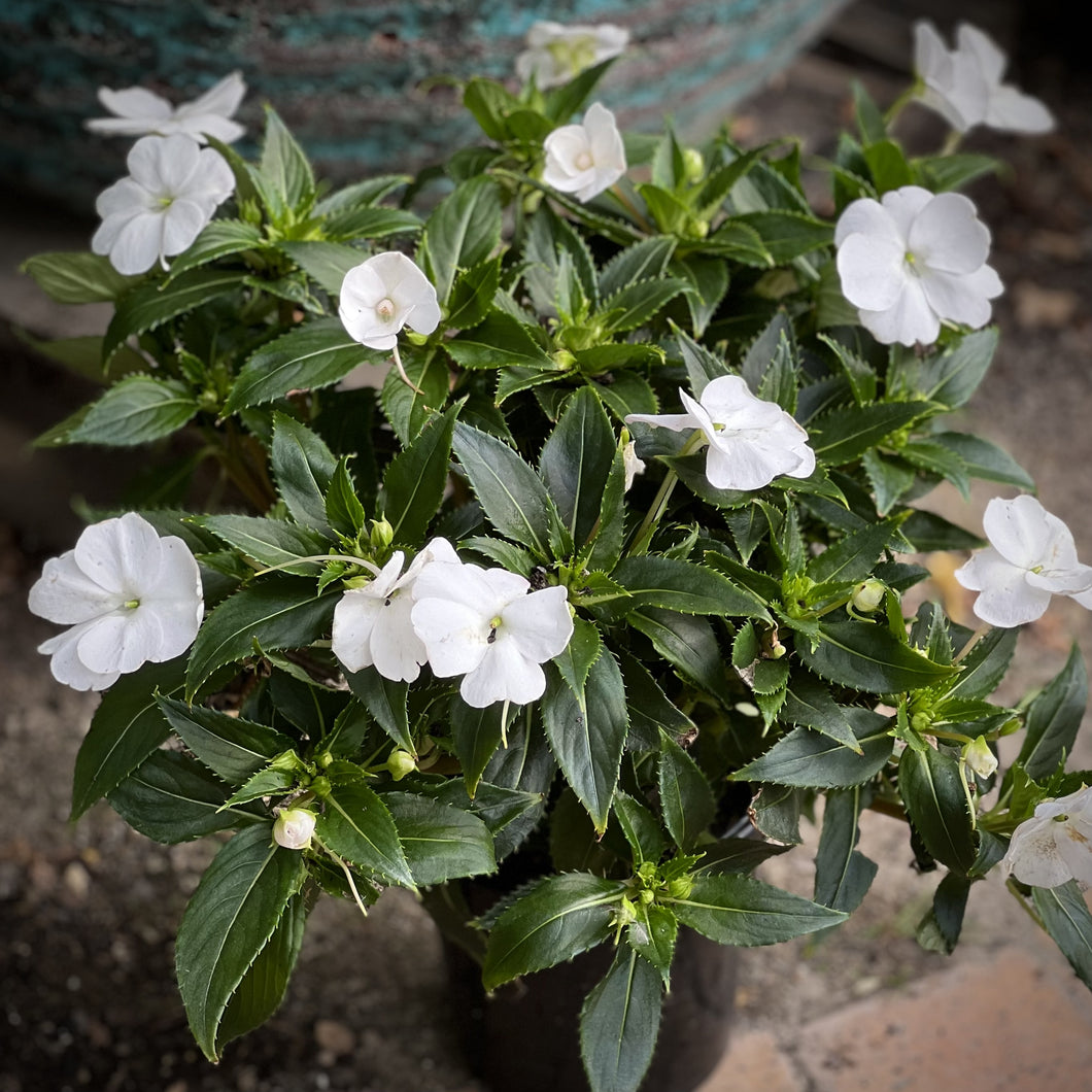 Sunpatiens White