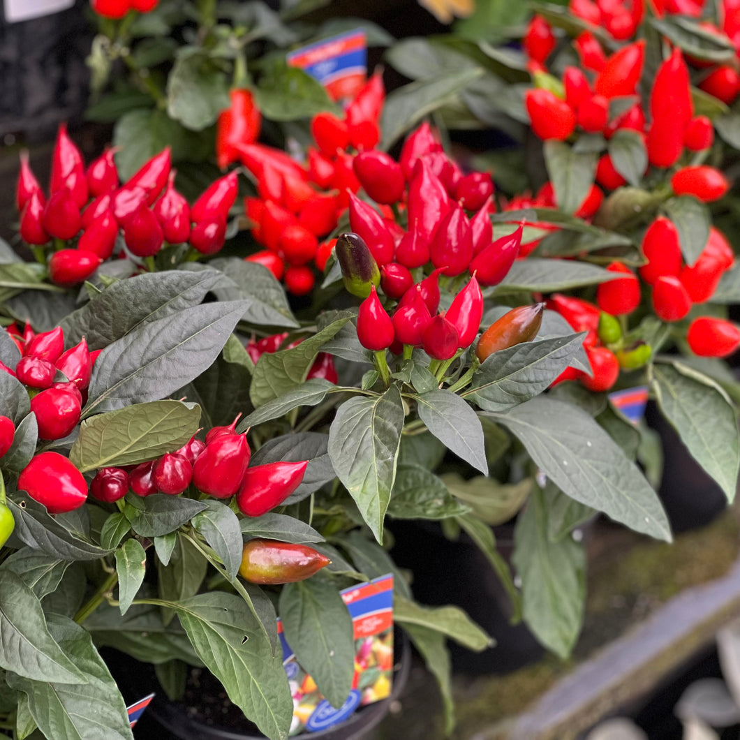 Chilli 'Thai'