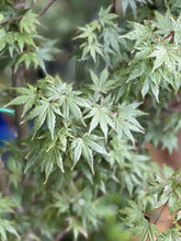 Load image into Gallery viewer, Acer palmatum

