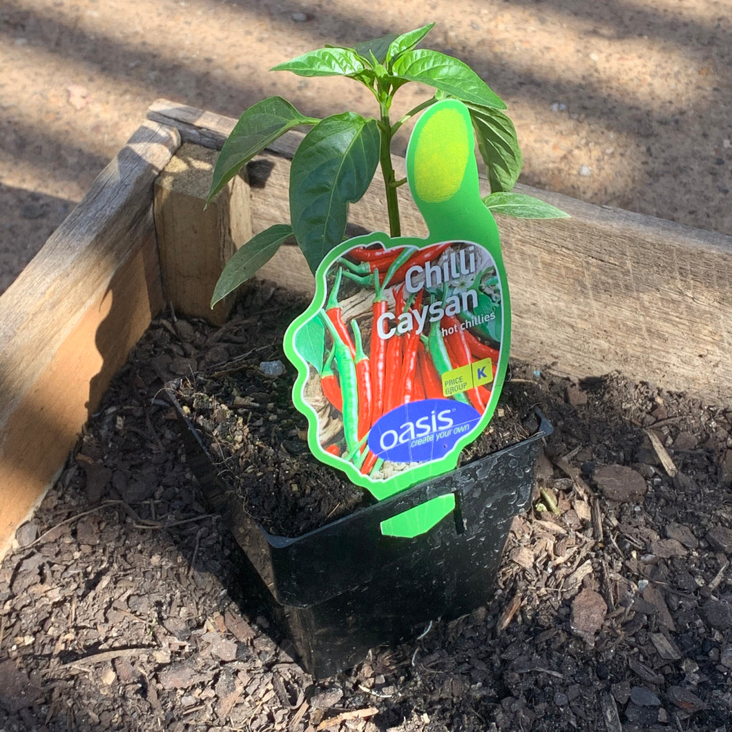 Chilli 'Caysan'