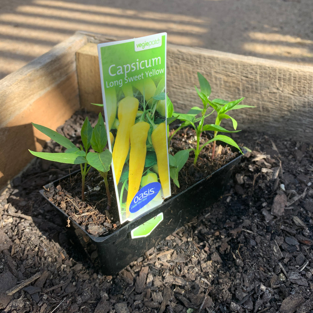 Capsicum 'Long Sweet Yellow'