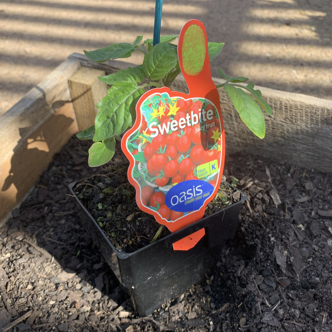 Tomato 'Sweetbite'