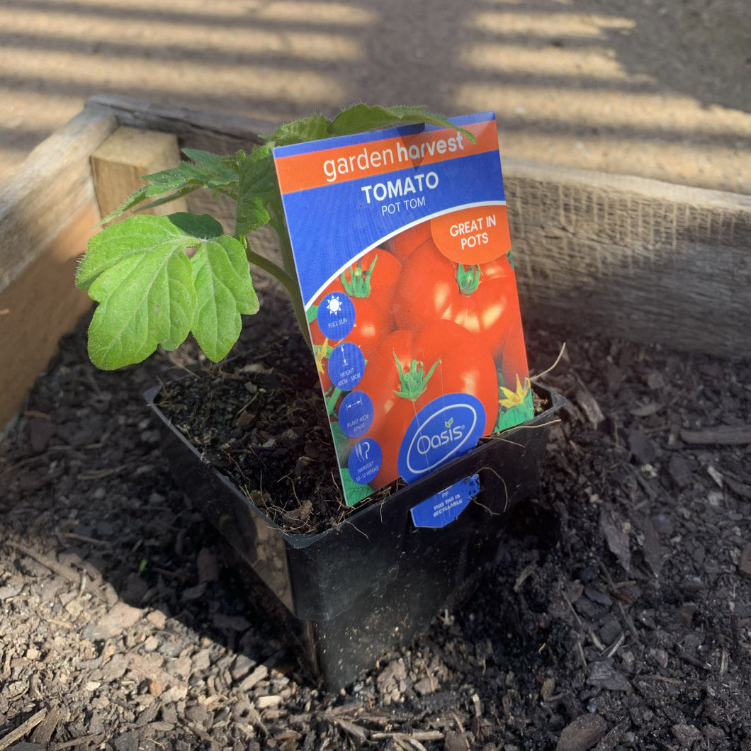 Tomato 'Pot Tom'