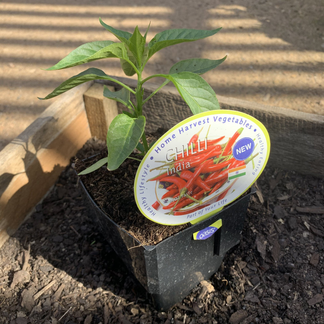 Chilli 'India'