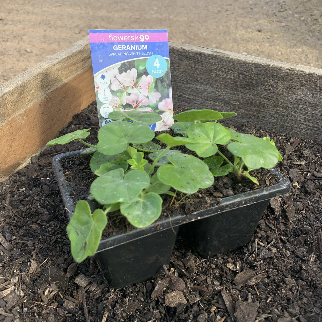 Geranium 'Spreading White Blush'