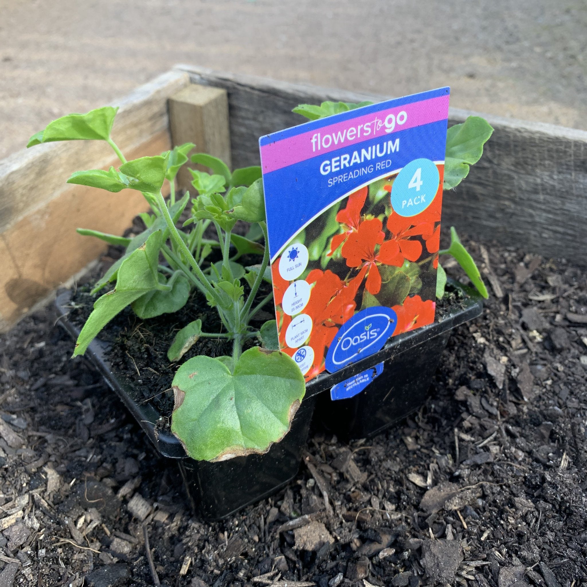 Geranium 'Spreading Red' – Northcote Nursery