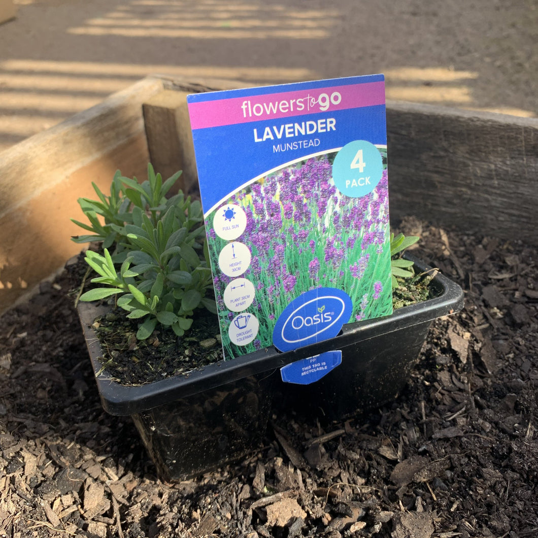 Lavender 'Munstead'