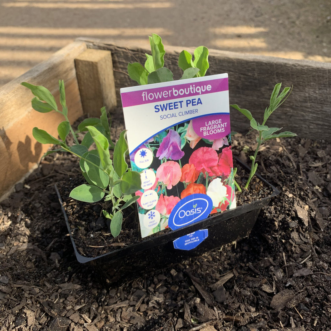 Sweet Pea 'Social Climber'