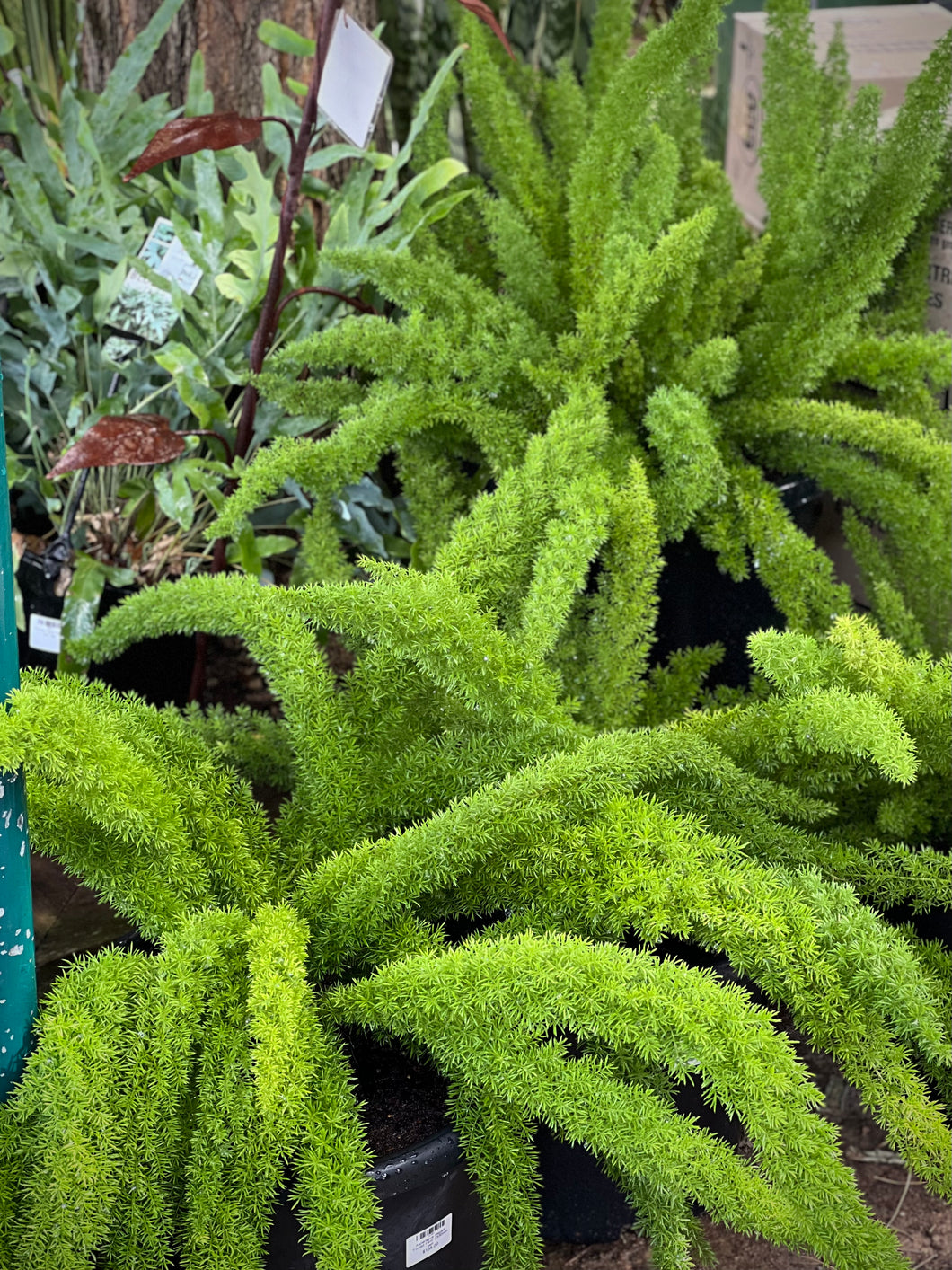Asparagus densiflorus 'Meyersii' Foxtail Fern