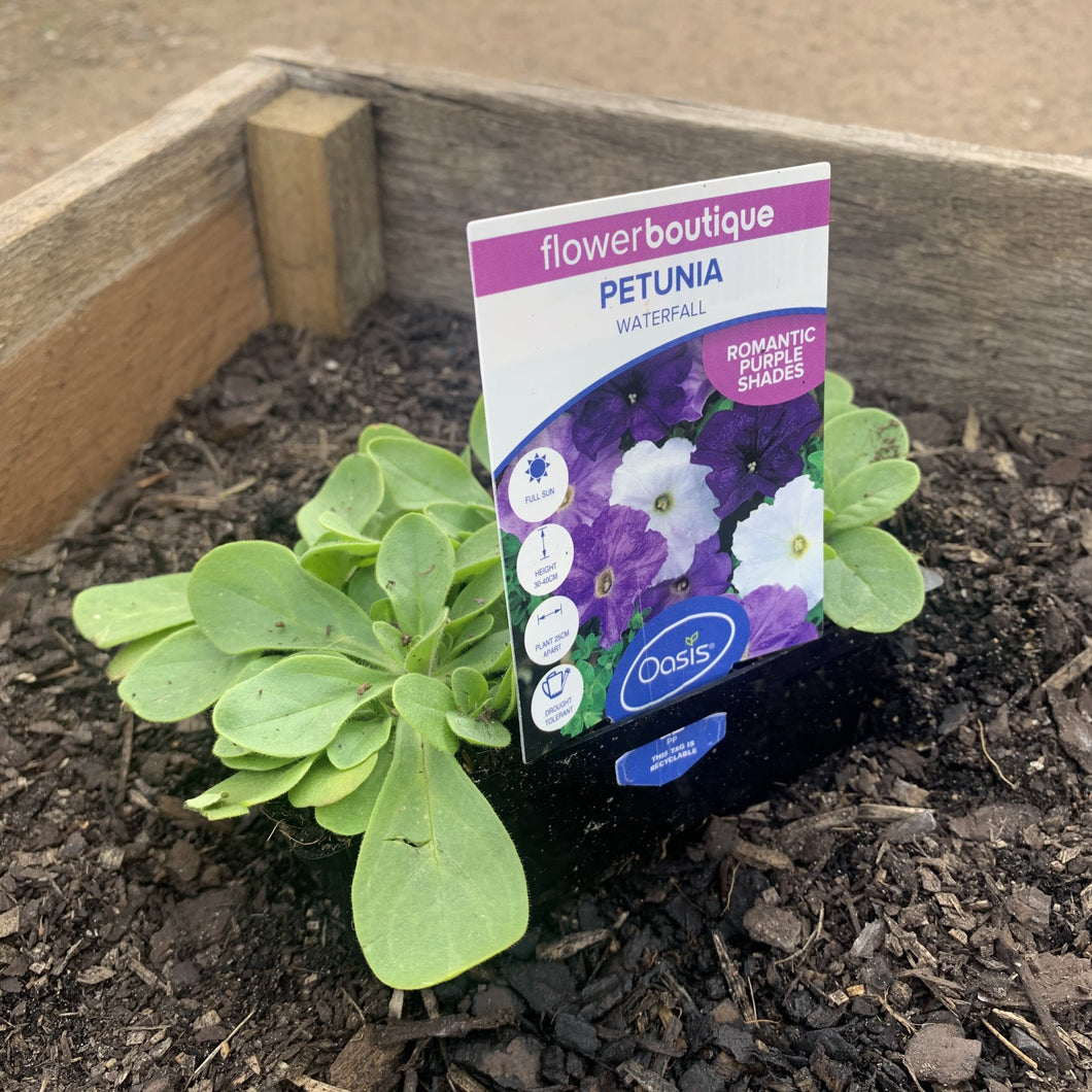 Petunia 'Waterfall'