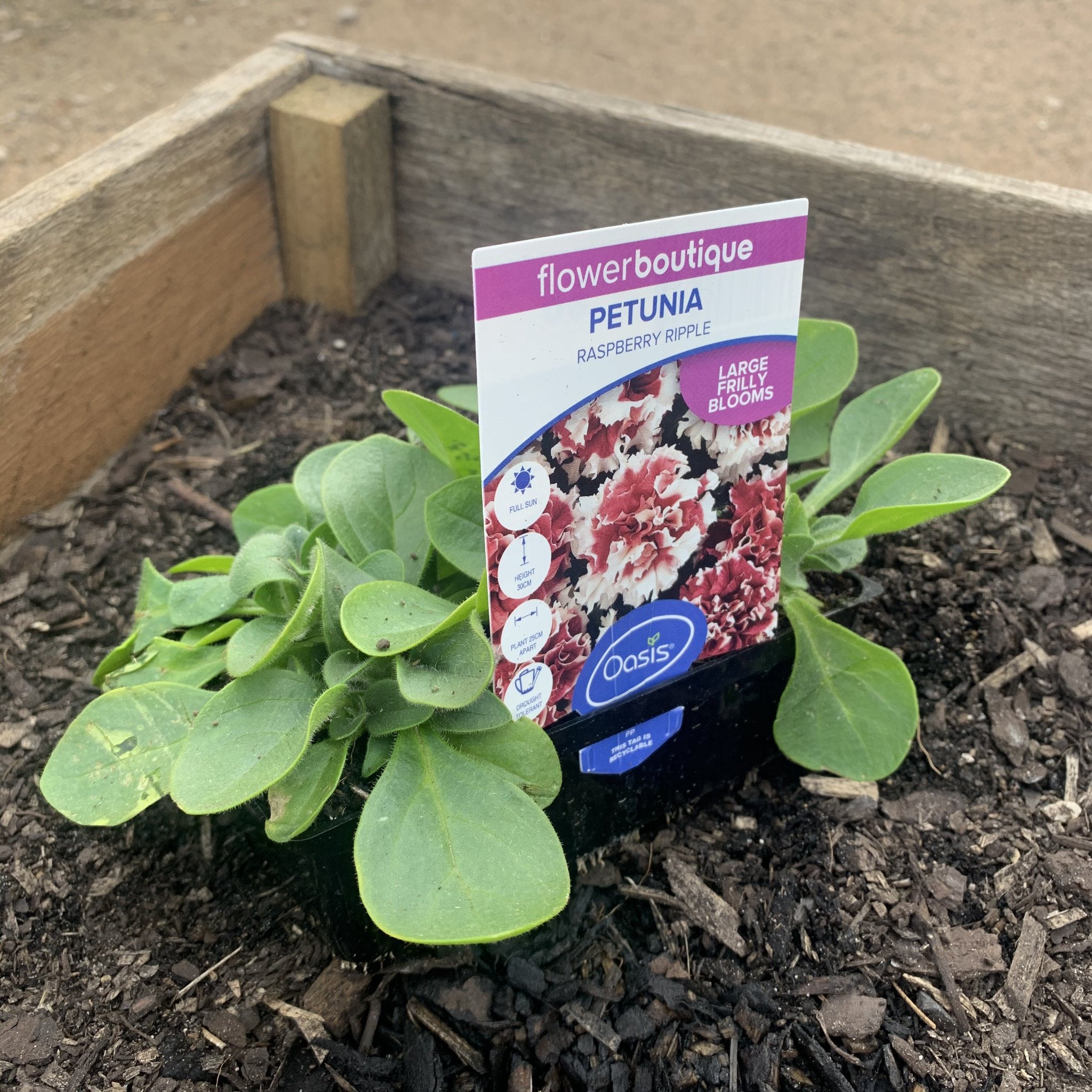Petunia 'Raspberry Ripple' – Northcote Nursery