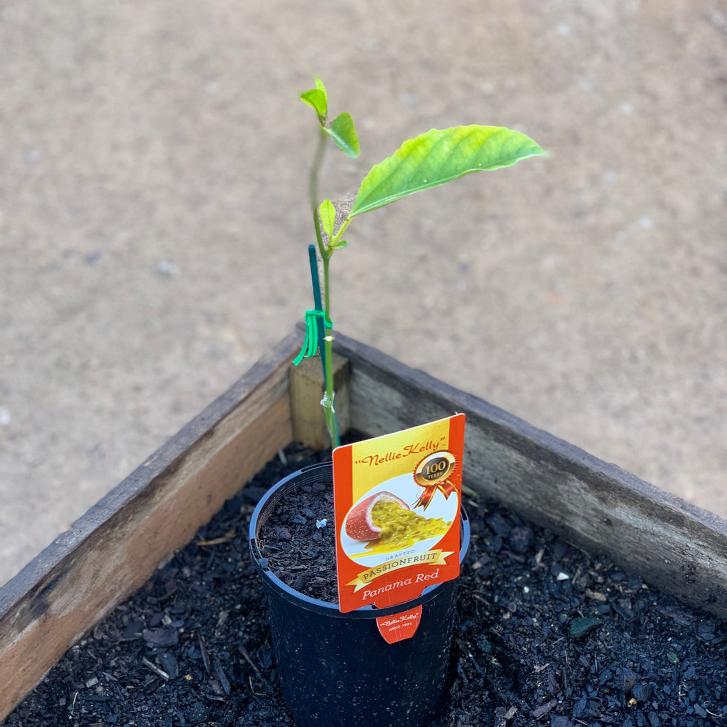 Passionfruit 'Panama Red' grafted