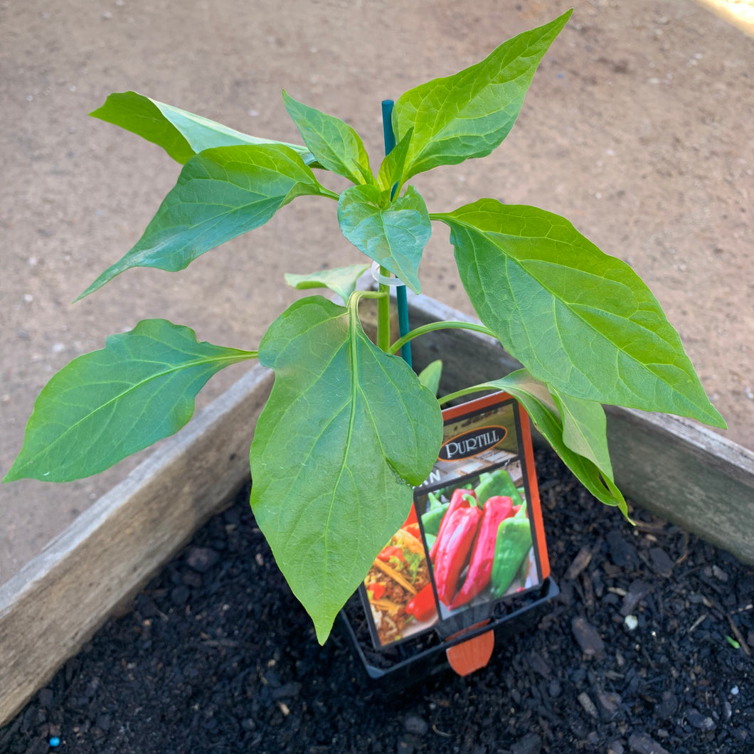 Capsicum 'Giant Bullhorn'