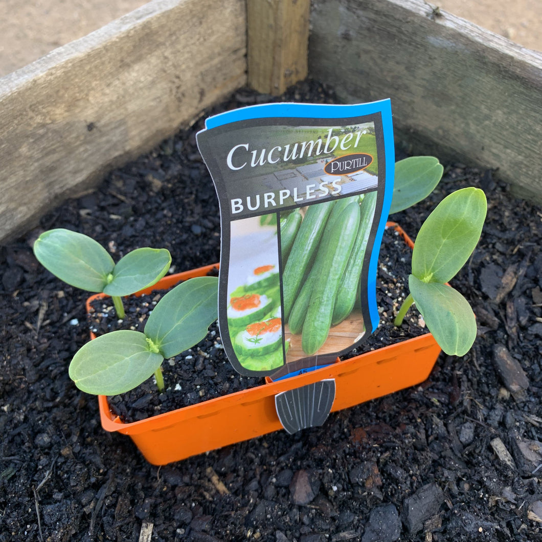 Cucumber 'Burpless'