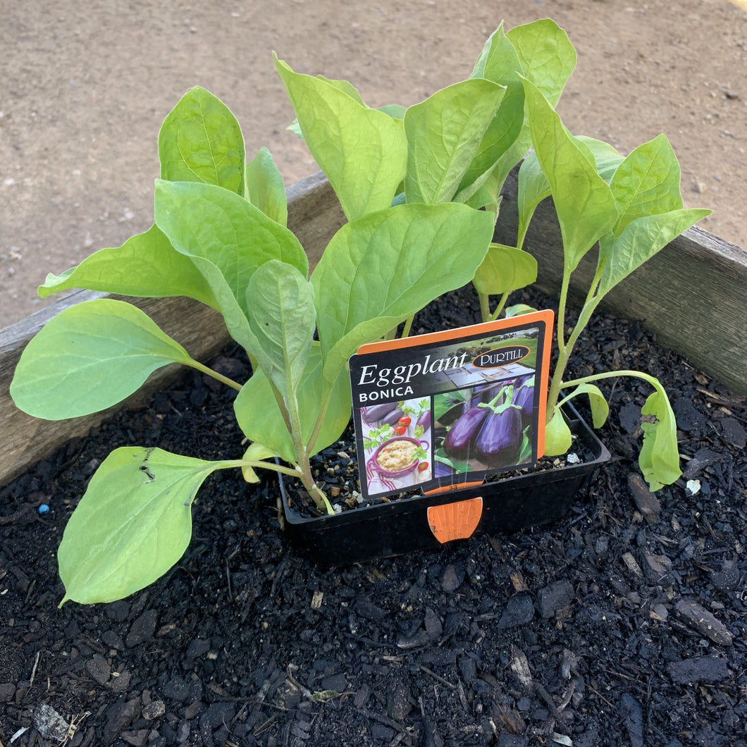 Eggplant 'Bonica'