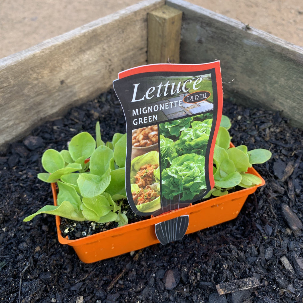 Lettuce 'Mignonette Green'