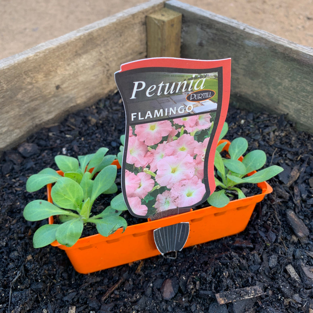 Petunia 'Flamingo'