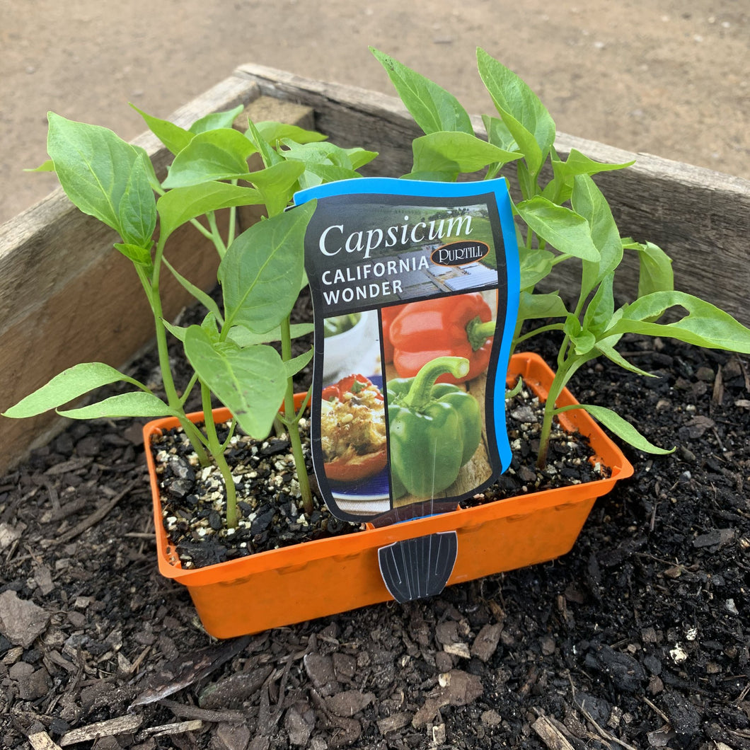 Capsicum 'Californian Wonder'