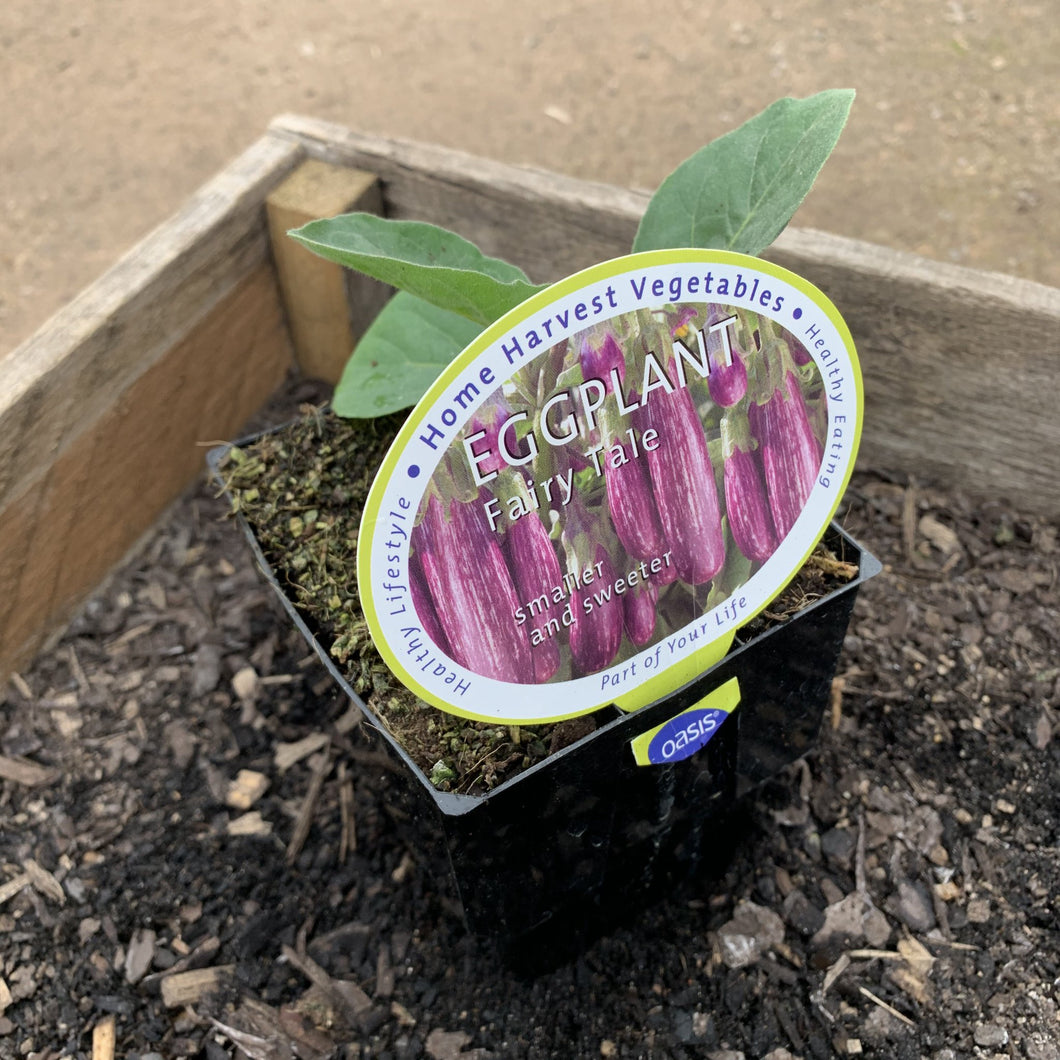 Eggplant 'Fairy Tale'