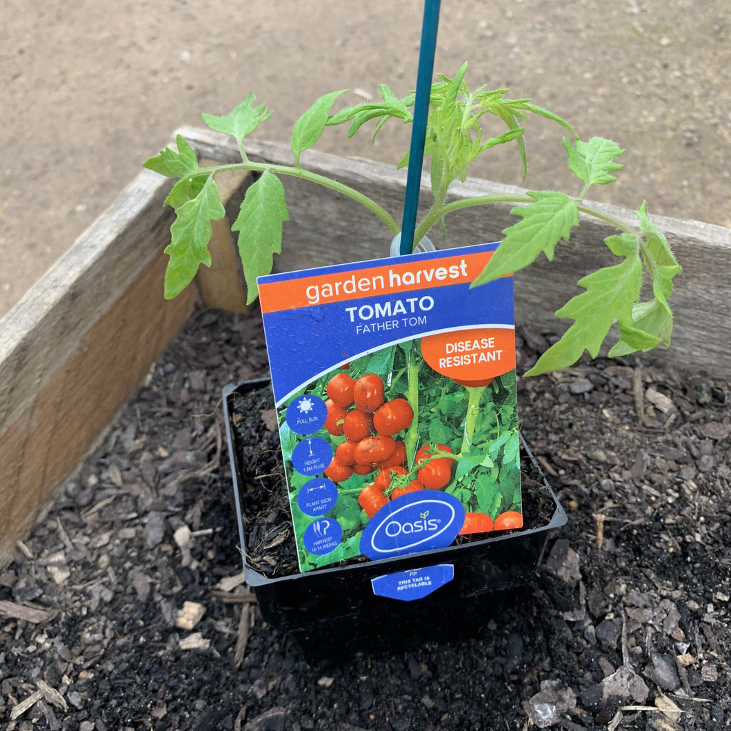 Tomato 'Father Tom'