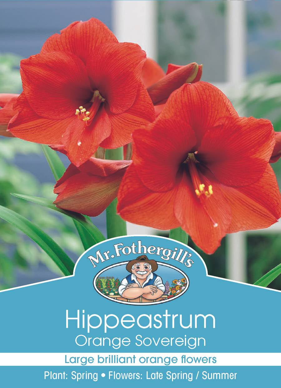 Hippeastrum 'Orange Sovereign'