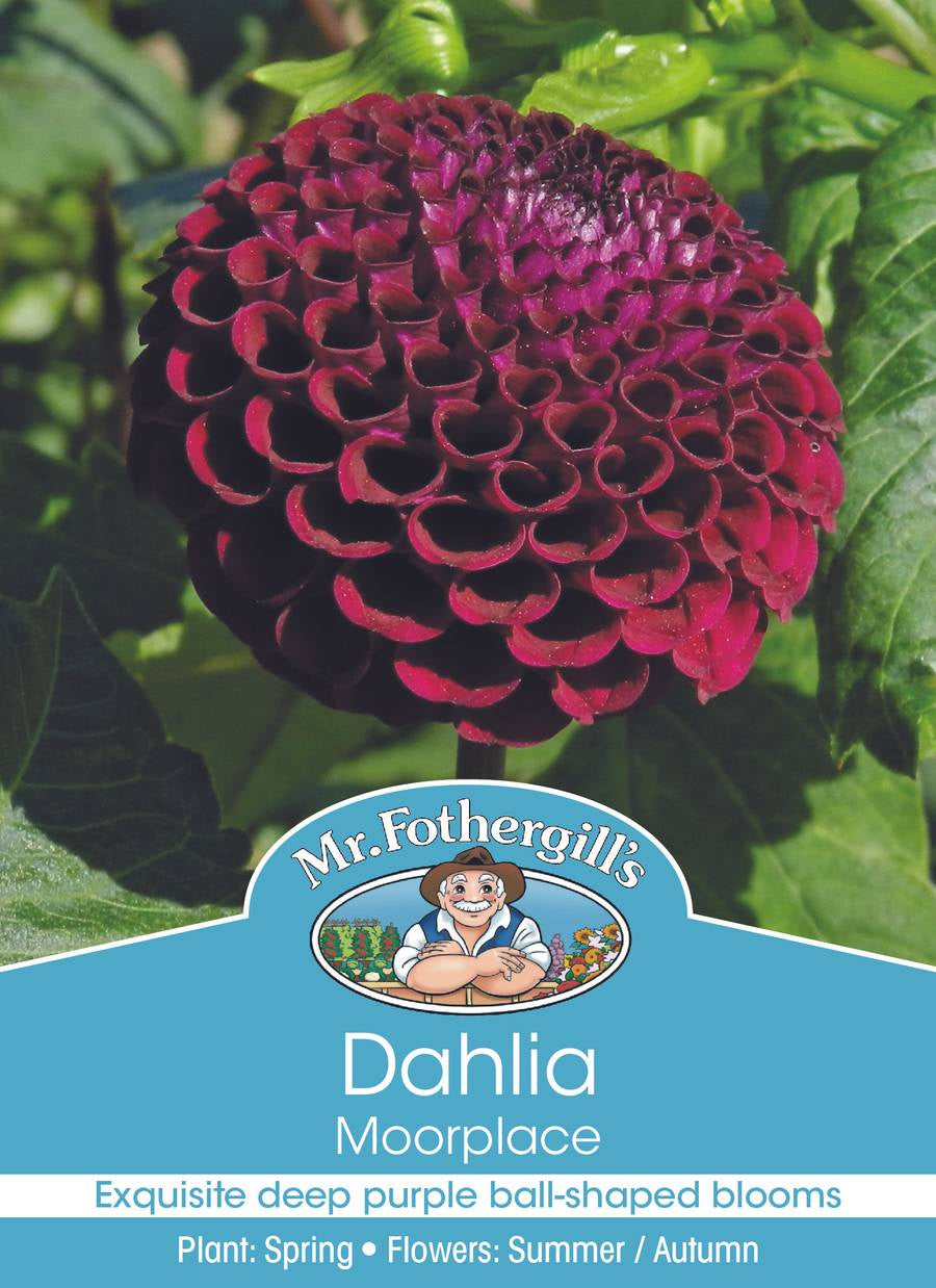 Dahlia 'Moorplace'