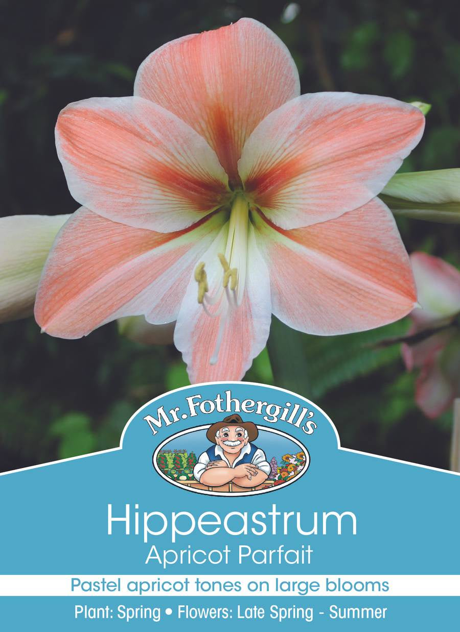 Hippeastrum 'Apricot Parfait'