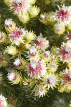 Load image into Gallery viewer, Serruria ‘Raspberry Burst’
