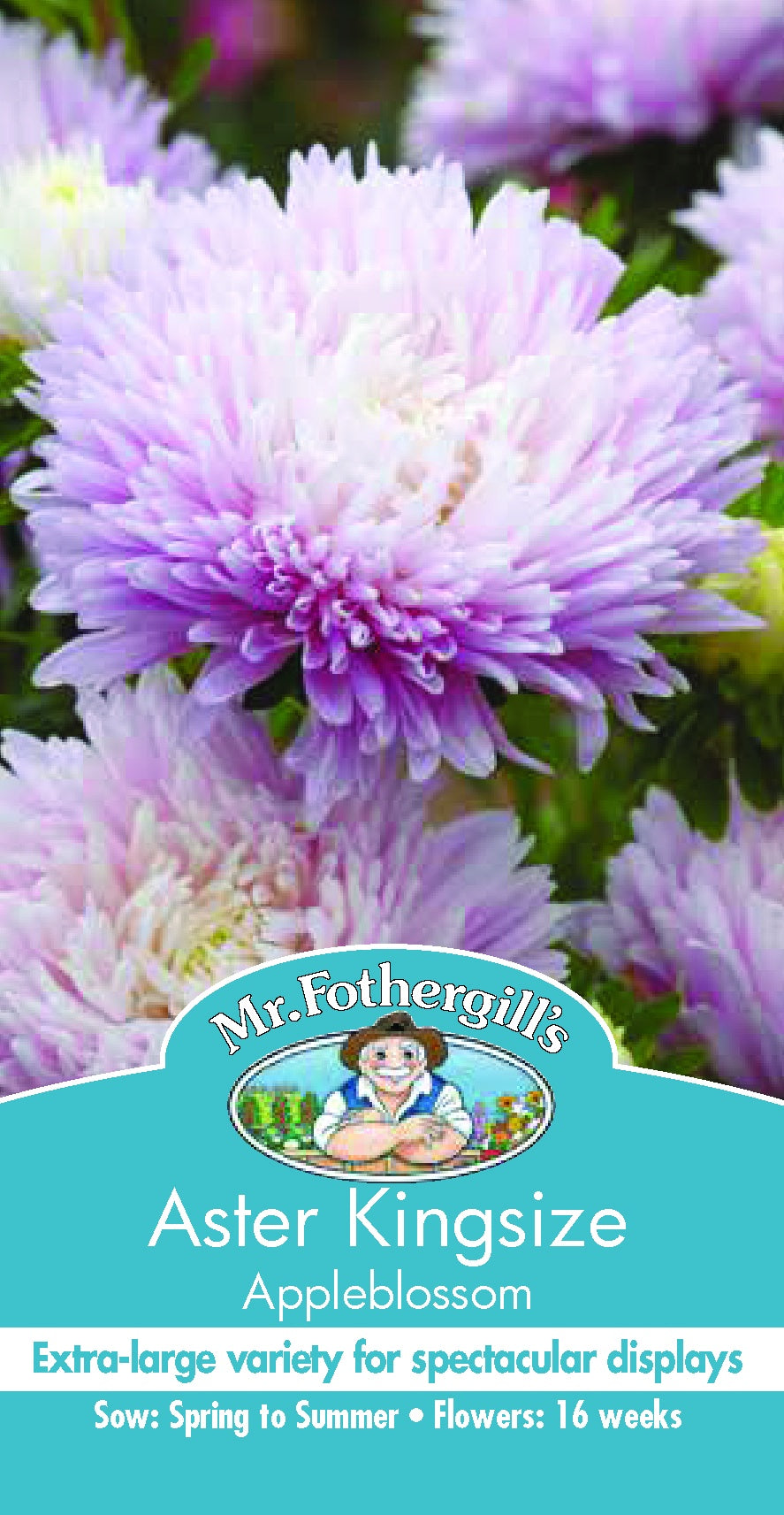Aster 'Kingsize' seeds