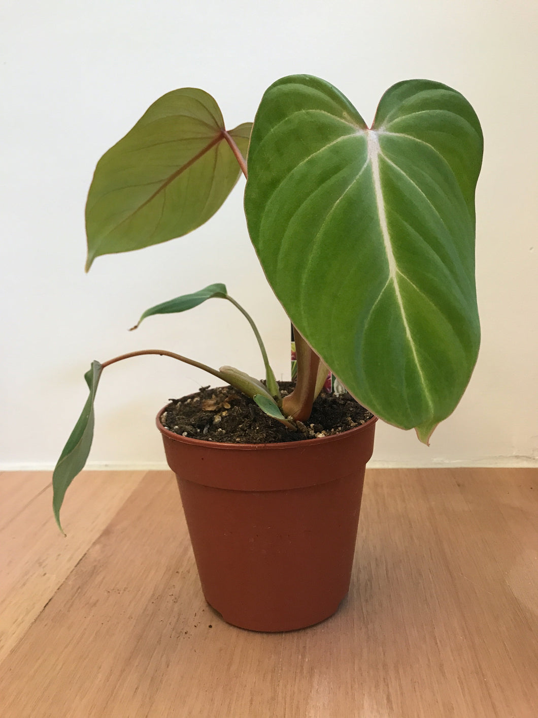 Philodendron gloriosum