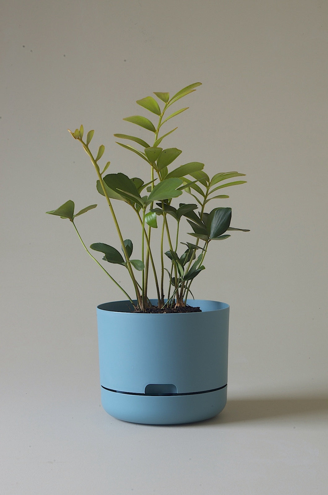 Mr Kitly Selfwatering Plantpot - Pond Blue