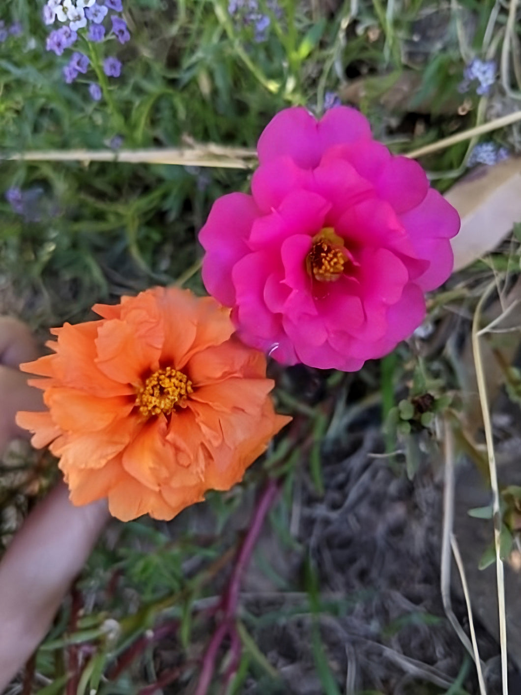Portulaca 'Mixed Colours' Greenpatch Seeds